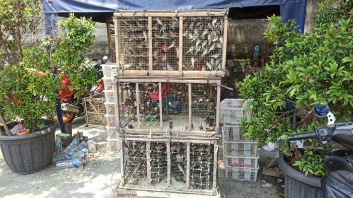 Penjual burung di depan Vihara Bahtera Bhakti Ancol, Pademangan, Jakarta Utara, mengalami penurunan pendapatan selama dua tahun terakhir.