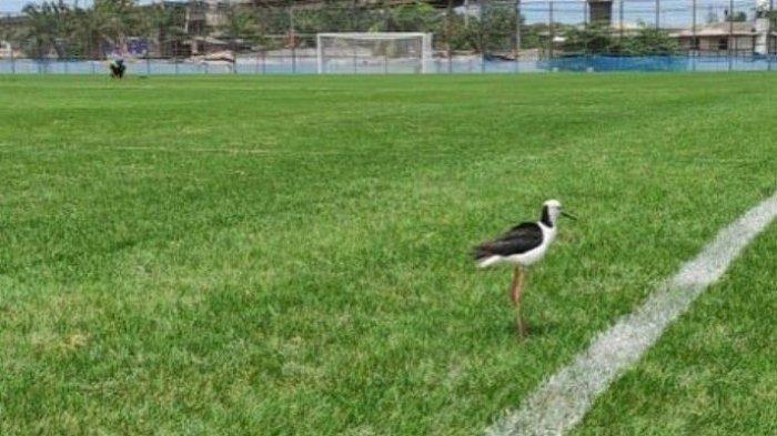 Burung kaki bayam yang dipelihara di area Jakarta International Stadium (JIS), Tanjung Priok, Jakarta Utara. Burung ini dimanfaatkan untuk perawatan rumput hybrid di lapangan latih JIS.