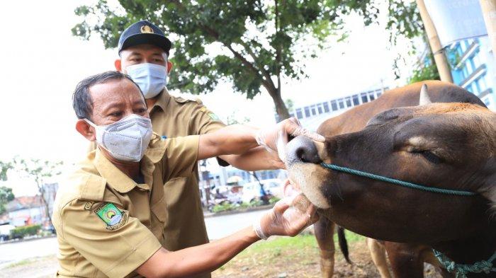 Persiapan menyambut Hari Raya Iduladha, Pemerintah Kota Tangerang mulai memeriksa kesehatan hewan kurban, Selasa (29/6/2021).