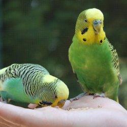 Ilustrasi burung parkit.