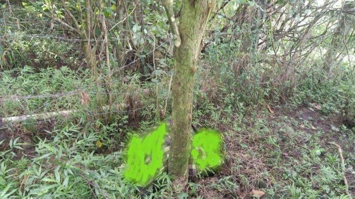 Jenazah wanita ditemukan tergeletak dan tertutup kain sarung di bawah jembatan tol. Kondisi jenazah terikat dan mengeluarkan aroma membusuk dan terungkap