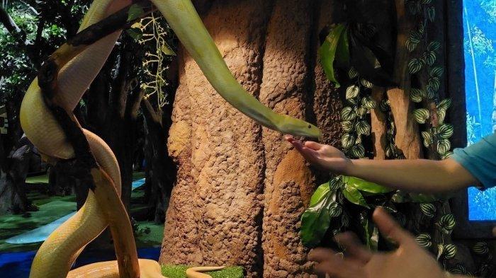 Jenny, salah satu satwa eksotis di Jakarta Aquarium & Safari. Jenny merupakan spesies ular piton albino sepanajng 3 meter yang memiliki warna yang cantik.