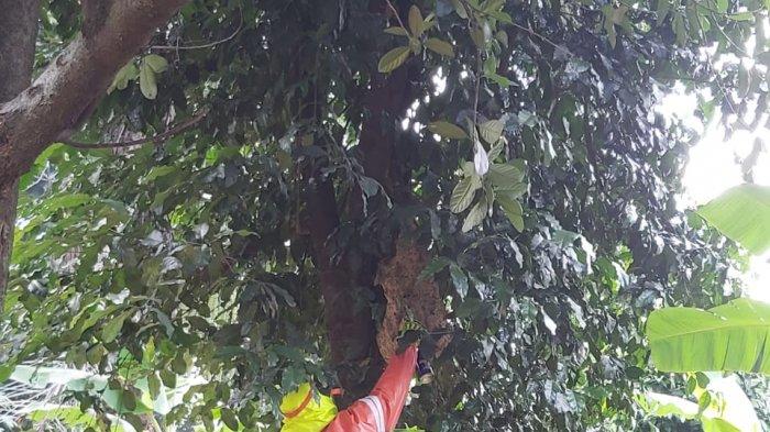 Evakuasi sarang tawon di Jalan Masjid Baitul Latif, Gang H Abdul Salam, RT 03 RW 03, Duren Sawit, Jakarta Timur, Sabtu (27/2/2021).
