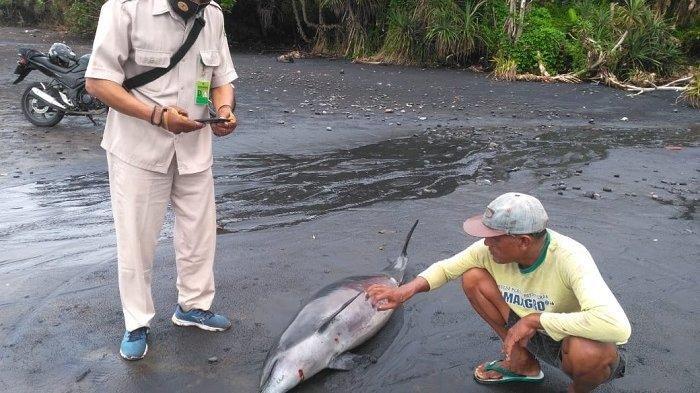 Lumba-lumba mati terdampar di Pantai Rambut Siwi, Kecamatan Mendoyo, Kamis (7/1/2021).