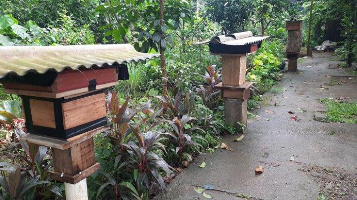 Di Hutan Kota Srengseng, pengunjung bisa melihat dan belajar secara langsung mengenai kegiatan budidaya lebah madu, serta merasakan sensasi menyeruput madu segar langsung dari sarangnya.