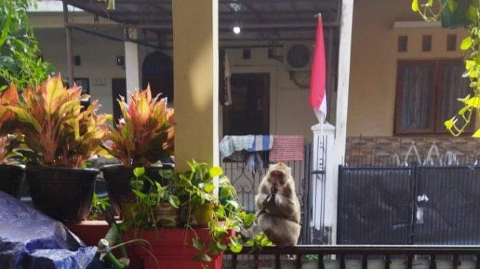 Monyet liar di pagar rumah warga Vila Dago Tol, Ciputat, Selasa (4/1/2022).