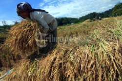Hari Tani Nasional, GMNI Soroti Krisis Regenerasi Petani