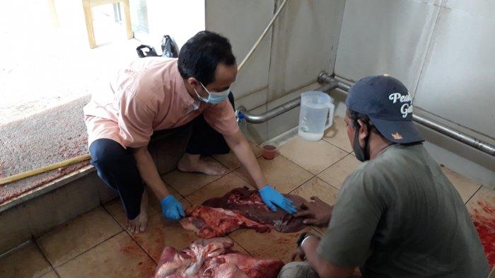 Proses pemeriksaan postmortem hewan kurban Iduladha 1442 Hijriah di tempat pemotongan, Pasar Rebo, Jakarta Timur, Rabu (21/7/2021).