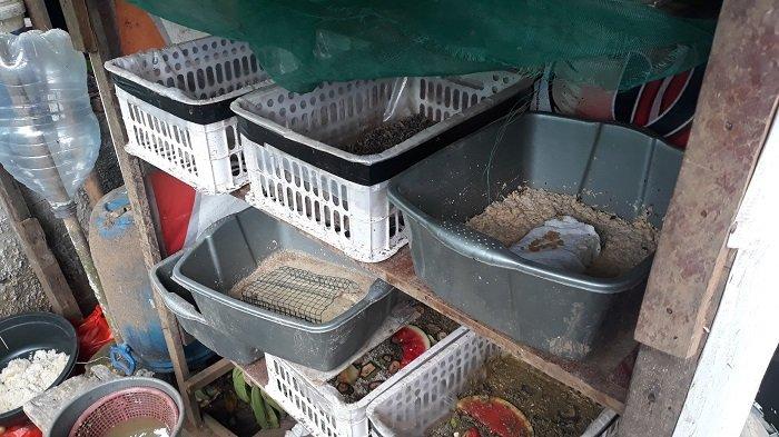Penampakan beberapa biopond yang digunakan untuk tempat pembesaran larva maggot pada Rabu (3/3/2021).
