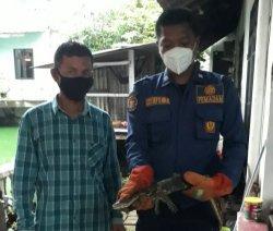 Putra Kaget Lihat Biawak Berenang di Empang Kebon Jeruk