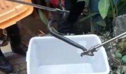 Petugas Damkar Tangsel Tangkap Kobra 1,7 Meter dari Sarangnya