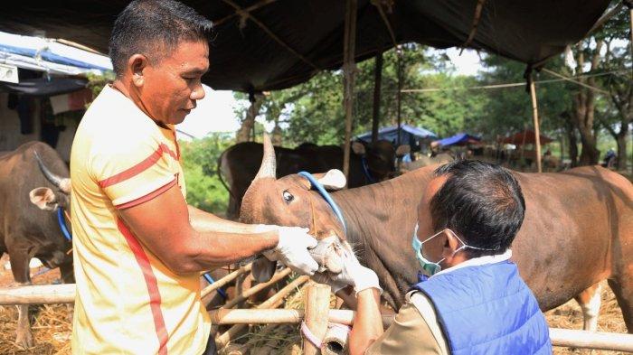 Petugas Dinas Ketahanan Pangan (DKP) Kota Tangerang melakukan pemeriksaan hewan kurban di sebuah peternakan kawasan Kecamatan Periuk, Selasa (14/6/2022).