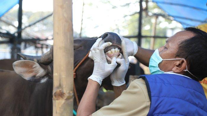 Petugas Dinas Ketahanan Pangan (DKP) Kota Tangerang melakukan pemeriksaan hewan kurban di peternakan Kecamatan Periuk, Selasa (14/6/2022), menyusul adanya wabah Penyakit Mulut dan Kuku (PMK) pada hewan ternak.