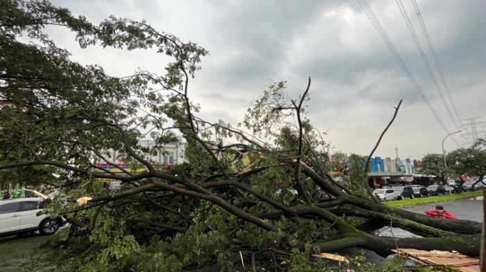 Pohon besar puluhan meter tumbang dan tutup satu jalur di Jalan Raya GDC, Sukmajaya, Kota Depok, Senin (13/6/2022).