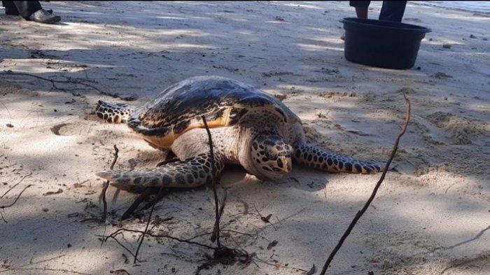 Salah satu penyu yang barusaja dilepas ke habitat aslinya di Pulau Seribu.