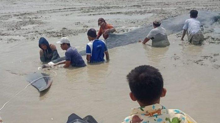 Seekor paus yang terdampar di Desa Sungai Pedada, Tulung Selapan, Ogan Ilir, Sumatera Selatan.