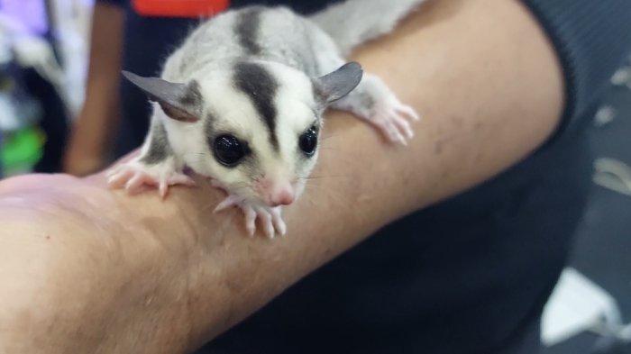 Sugar glider banyak dilirik pecinta hewan sebagai salah satu peliharaan selain kucing dan anjing. Bagi Anda yang sedang mencari sugar glider untuk dijadikan peliharaan, datang saja ke tenant Nocturnal Hopes Glider (NHG) yang ada di Jakcloth JCC Senayan, tanggal 22-30 April 2022.