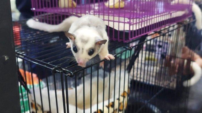 Sugar glider banyak dilirik pecinta hewan sebagai salah satu peliharaan selain kucing dan anjing. Bagi Anda yang sedang mencari sugar glider untuk dijadikan peliharaan, datang saja ke tenant Nocturnal Hopes Glider (NHG) yang ada di Jakcloth JCC Senayan, tanggal 22-30 April 2022.