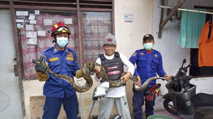 Petugas Damkar Kota Depok evakuasi ular sanca yang masuk pemukiman warga, Rabu (23/2/2022).