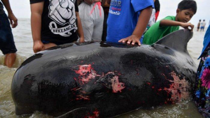 Warga mengamati Paus Pilot Sirip Pendek (Globicephala macrorhynchus) yang terdampar di Pantai Modung, Bangkalan, Jawa Timur, Jumat (19/2/2021). Sekitar 52 ekor Paus Pilot Sirip Pendek terdampar di pantai itu, tiga diantaranya berhasil diselamatkan dan sisanya sebanyak 49 mati.