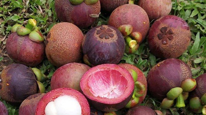 Ilustrasi buah manggis