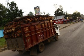 Harga Sawit Semakin Terpuruk