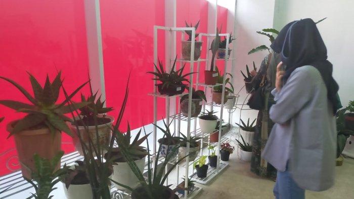 Aglaonema, Adenium, Phylodenro dan Sensivera.