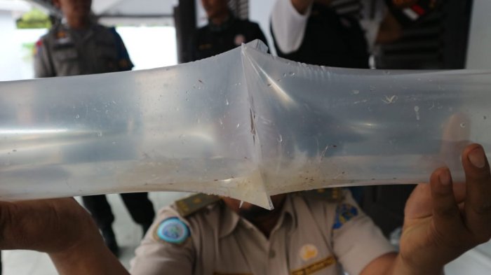 Benih lobster yang akan diselundupkan