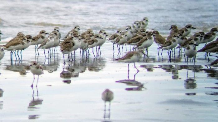 Burung migran saat berada di Pantai Cemara di Kecamatan Sadu, Kabupaten Tanjung Jabung Timur.