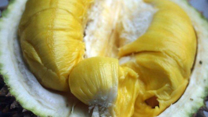 durian musang
