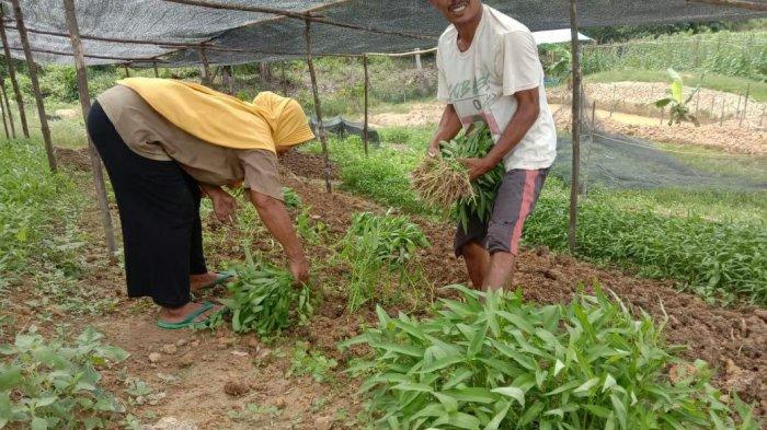 Petani di hutan tanaman industri (HTI) Kabupaten Tebo.