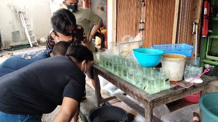Tribunners, jika anda ingin memiliki atau sekedar plesiran saja, anda bisa menemukan pasar ikan hias di kawasan pasar TAC, Sipin, Kota Jambi.