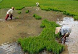 Guna Permudah Petani Dalam Menerima Bantuan, Pemkab Tanjabtim Luncurkan Kartu Tani