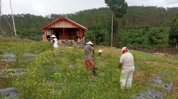 Petani di hutan tanaman industri (HTI) Kabupaten Tebo.
