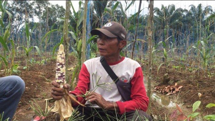 Supriyadi (55) petani jagung di Kelurahan Teratai RT 12 Kecamatan Muara Bulian, Jumat (1/1/2021). Perayaan Malam Tahun Baru Dilarang Petani Jagung di Batanghari Keluhkan Hasil Penjualan Berkurang