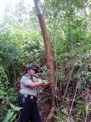 Maraknya Aksi Pencurian Kulit Manis di Kerinci, Bupati Sarankan Desa Buat Perdes