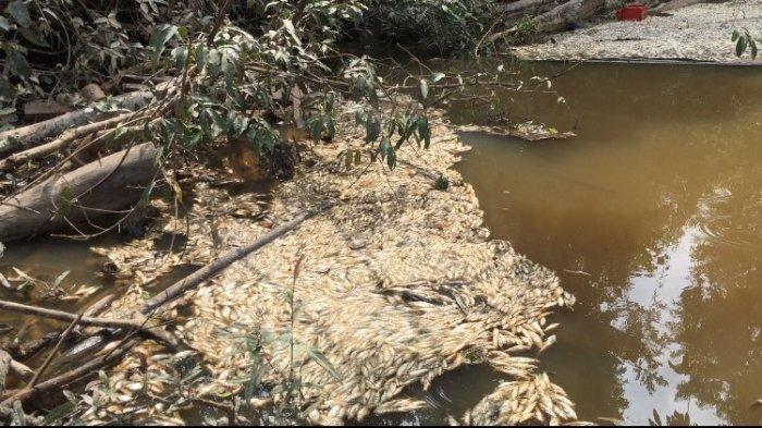 Ribuan ekor ikan di Sungai Kampung Tengah RT 23 Kelurahan Teratai ditemukan mati mengambang.