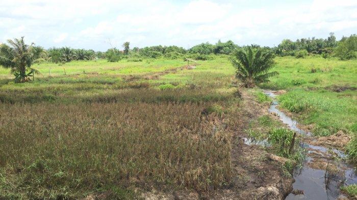 Penampakan lahan padi sawah di Batanghari selepas terendam banjir. Puluhan hektare dawah di Batanghari terendam banjir, beruntung tak ada tanaman padi yang gagal.