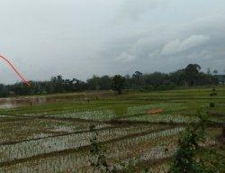 Dinas Bantah Lahan Sawah di Sarolangun Berubah Jadi Kebun Sawit, Ini Penjelasannya