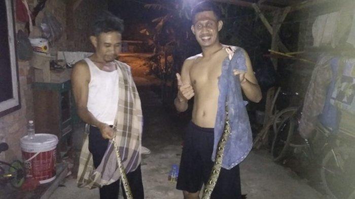 Warga menangkap Ular Piton Sepanjang Dua Meter yang hendak memangsa seekor ayam