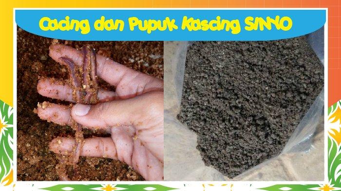 cacing dan pupuk kascing sinyo