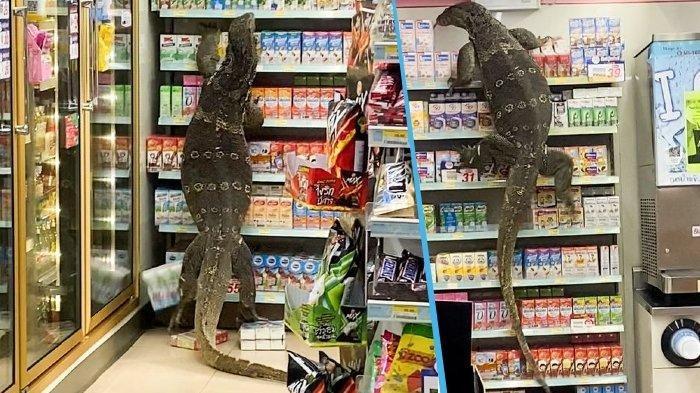 Biawak masuk mini market di Thailand. Sebuah screenshot video memperlihatkan kadal besar di dalam toko 7-Eleven di Nakhon Pathom, Thailand. ViralPress via Daily Mirror