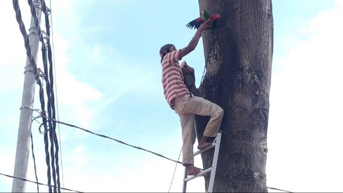 Aksi Tayek selamatkan burung Nuri Bayan yang termasuk burung dilindungi undang-undang. Burung tersebut tersangkut di pohon randu di ketinggian 30 meter yang berada di pinggir jalan Ngesrep Timur 5,Sumurboto, Banyumanik, atau diseberang kantor Kecamatan Banyumanik, Jumat (16/7/2021).