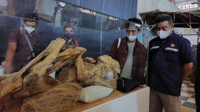 Pengunjung melihat Mumi Mamasa di Pameran Kampung Purba De Tjolomadoe Kecamatan Colomadu Kabupaten Karanganyar, Sabtu (17/9/2022).