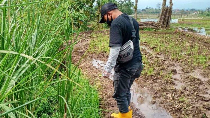 Petugas Balai Pertanian Kecamatan Randudongkal, melakukan penutupan sarang tikus, di areal persawahan yang terserang hama tikus, beberapa waktu lalu.