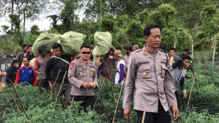 Polisi amankan ratusan batang ganja di Bengkulu(Polres Rejang Lebong)
