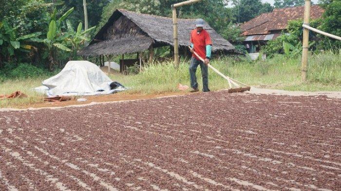Satu di antara petani cengkih sedang melakukan proses penjemuran di Desa Tambahrejo, Kecamatan Bandar, Kabupaten Batang, Jawa Tengah, Minggu (16/6/2019).
