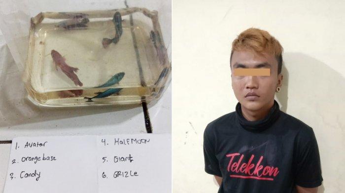 Wajah pelaku pencurian ikan cupang, Muhammad Galih Prasetyo dengan total harga jutaan rupiah, serta beberapa ikan cupang yang diambil oleh pelaku yang kini sudah diamankan sebagai barang bukti di Polsek Banjarsari.
