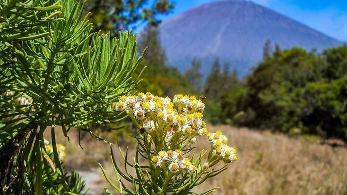 Bunga edelweiss di Gunung Semeru.