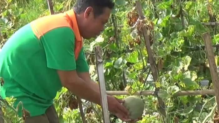 Akibat cuaca ekstrem di Magetan selama sepekan terakhir, petani melon di Desa Klagen Gambiran, Kecamatan Maospati, merugi, Kamis (18/2/2021). Buah melon membusuk.